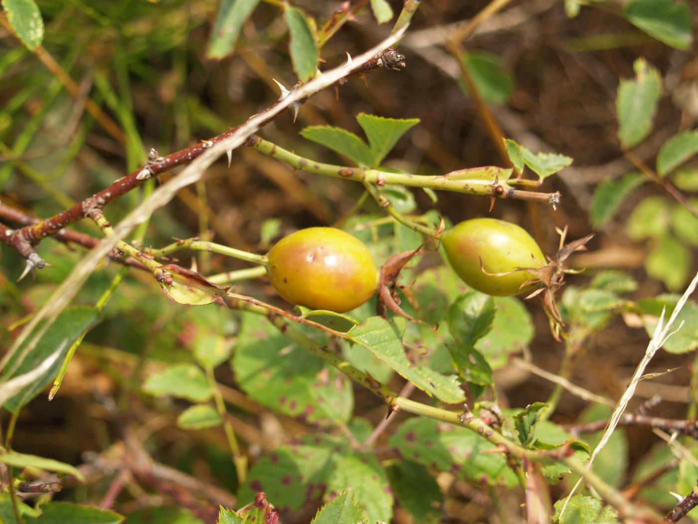 Rose, Trailing fruit